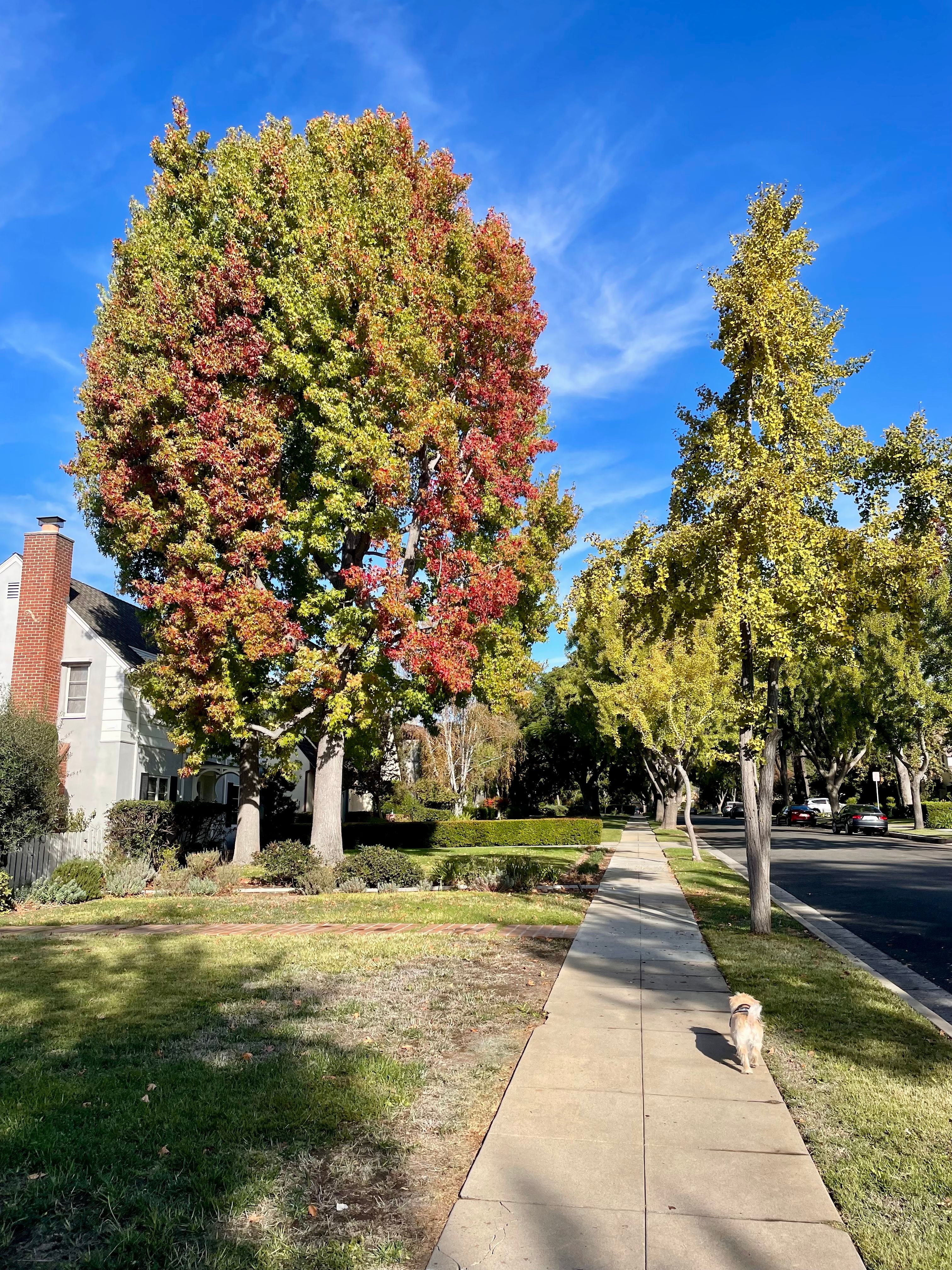 Who said the leaves can't change color in LA?